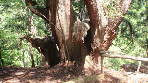 ashiusugi heian.JPG